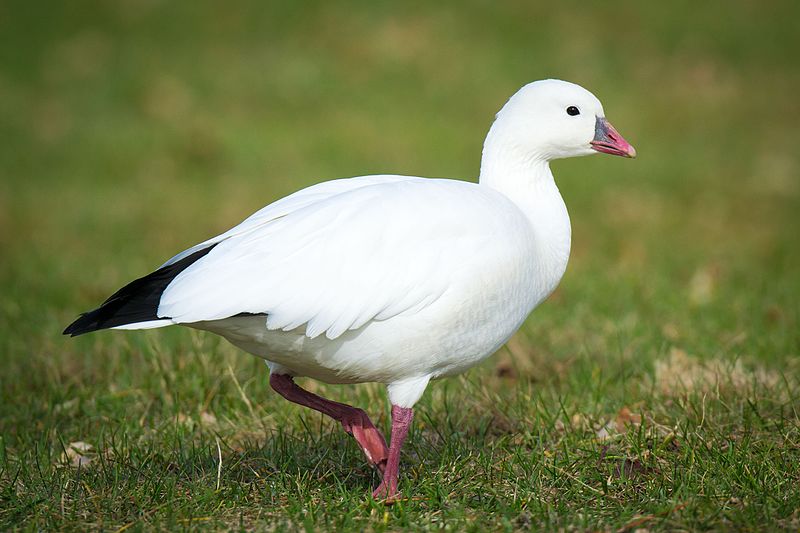 File:Ross's Goose (Chen rossii) (23321411711).jpg