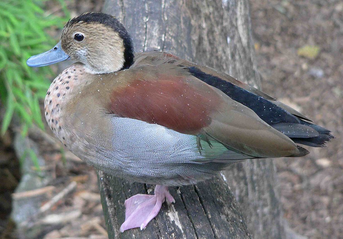 Callonetta leucophrys