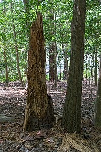 Rotten tree at Great Neck Park