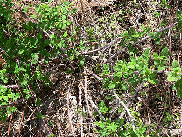 Rubus leucodermis 1.jpg