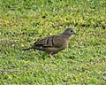 Ruddy Ground Dove Columbina talpacoti, Panama (43246416992).jpg