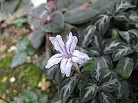 Ruellia devosiana