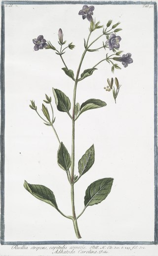 <i>Ruellia strepens</i> Species of plant in the family Acanthaceae