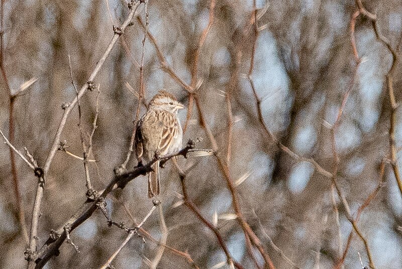 File:Rufous-winged Sparrow San Pedro House Sierra Vista AZ 2019-03-20 08-43-25 (48265849936).jpg