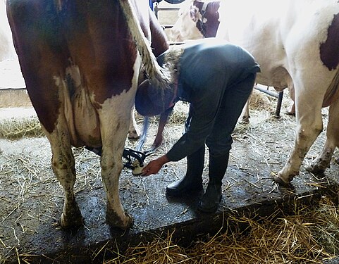 La traite du lait pour la fabrication du Fromage de Saint-Nectaire (France)