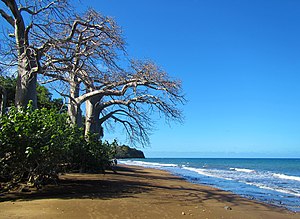 Baobab Africain: Étymologie, Description, Distribution