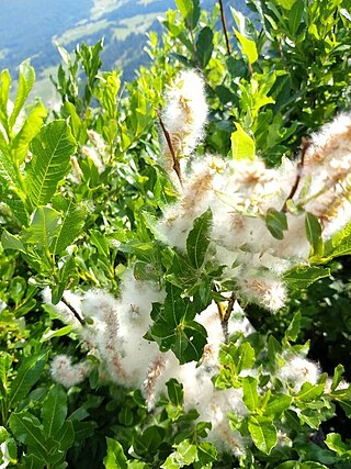 <i>Salix foetida</i> Species of plant in the family Salicaceae