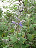 Thumbnail for Salvia keerlii