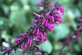 Salvia sp. in Costa Rica.jpg