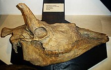 Samotherium boissieri.JPG