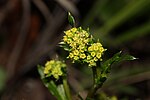 Miniatura para Sanicula crassicaulis