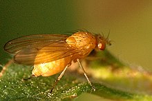 Sapromyza (Sapromyzosoma) quadricincta female Sapromyzosoma.quadricincta.female.jpg