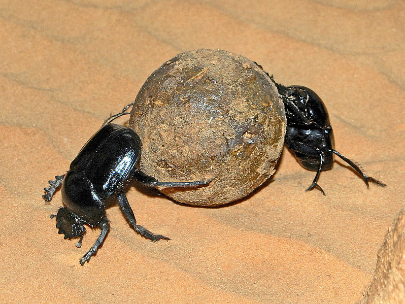 File:Scarabaeidae - Scarabaeus sacer.JPG