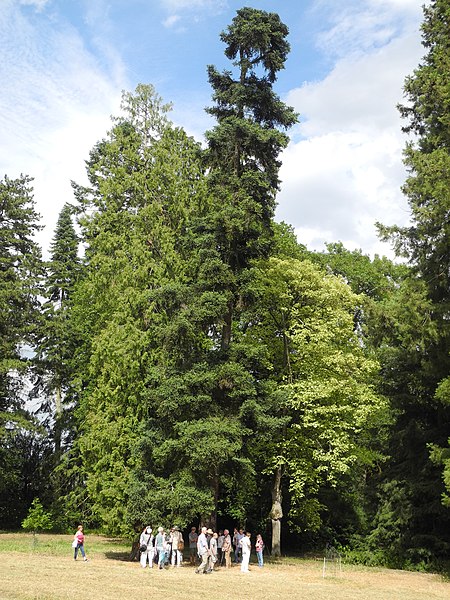 File:Schlosspark Riede - Baum 13 2019-07-06.JPG