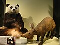 Giant panda and Aardvark