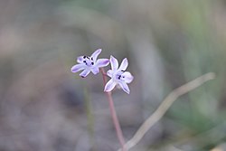 Scilla autumnalis цветови