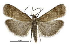 Scoparia ergatis male.jpg