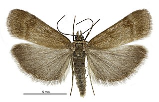 <i>Scoparia ergatis</i> Species of moth