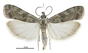 Scoparia s.l. asaleuta male.jpg