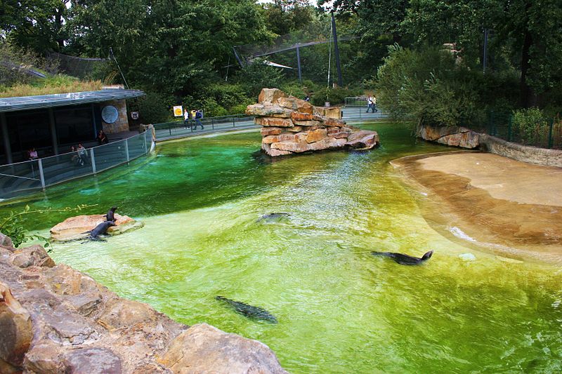 File:Sea Lion Berlin Zoo.JPG