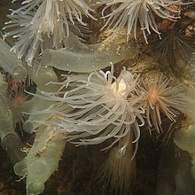 "Protanthea simplex", Sound of Mull, Skotlandia