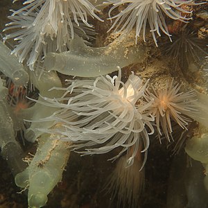 "Protanthea simplex", Sound of Mull, Scotland