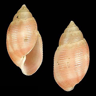 <i>Acteon vangoethemi</i> Species of gastropod