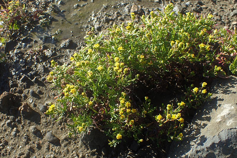 File:Senecio lautus kz05.jpg