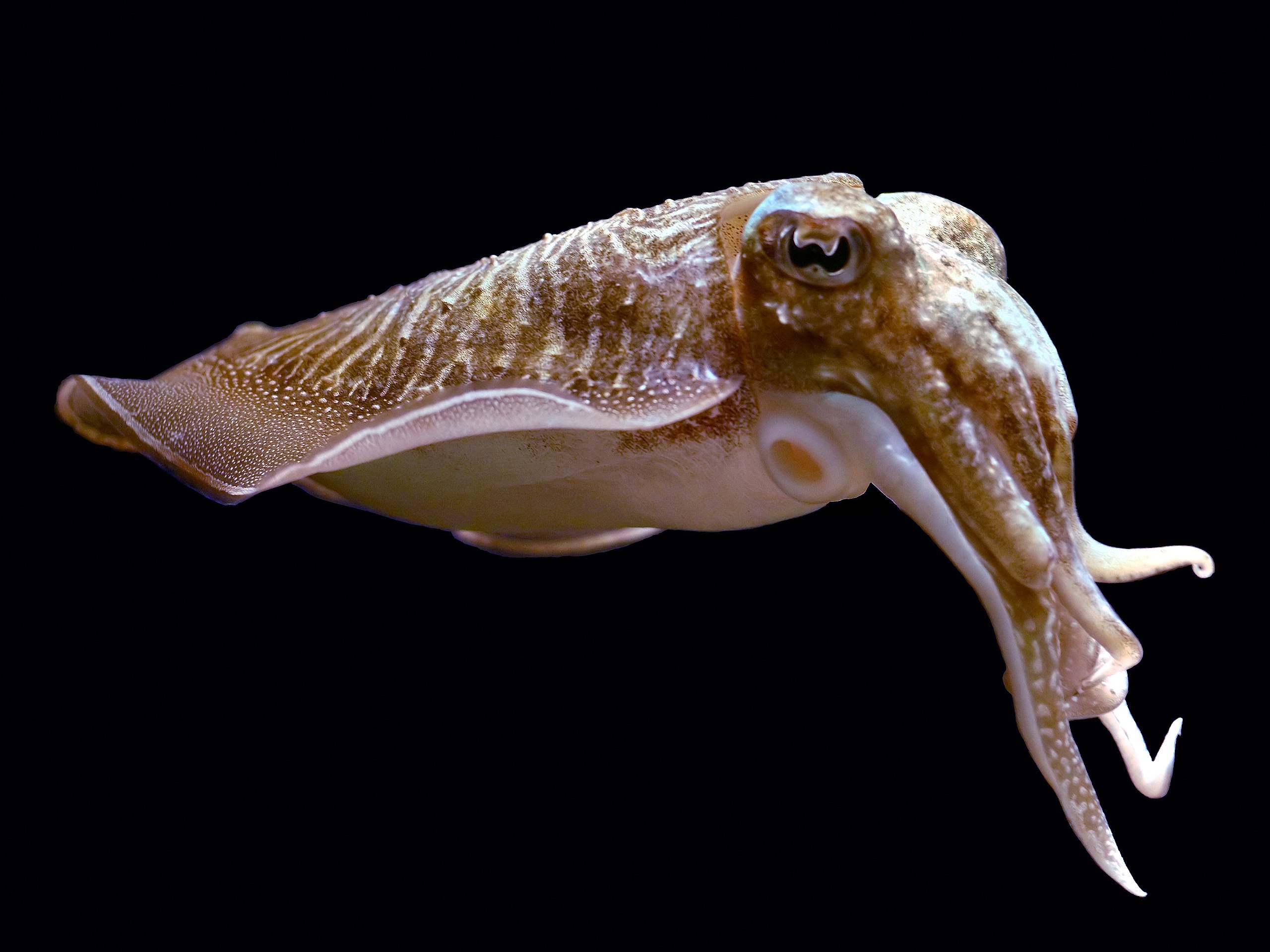 Sepia officinalis common cuttlefish hi-res stock photography and