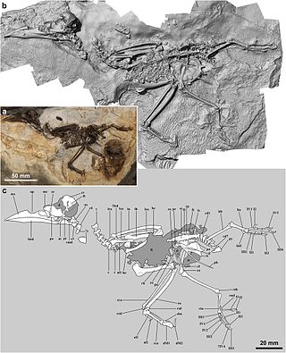 <i>Septencoracias</i> Extinct genus of birds