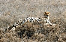 Un guépard dans le Parc national du Serengeti, en Tanzanie.