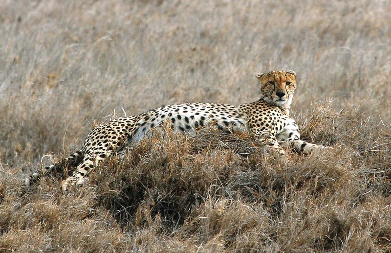 File:Serengeti Cheetah crop.jpg