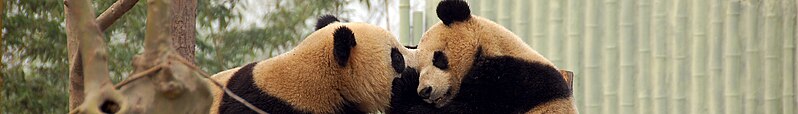 File:Shanghai banner Pandas in zoo.jpg