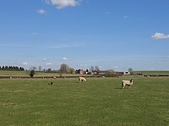 Sheep grazing near Hill Farm - geograph.org.uk - 147296.jpg