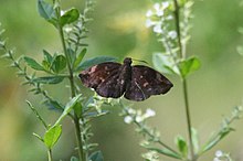 Sickle-winged skipper - male.jpg