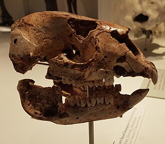 Skull of Simosthenurus gilli at the Melbourne Museum Simosthenurus gilli skull.jpg