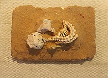 Sineoamphisbaena-Paleozoölogisch Museum van China.jpg