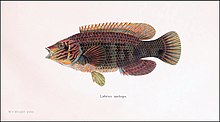 Corkwing wrasse by Wilhelm von Wright.