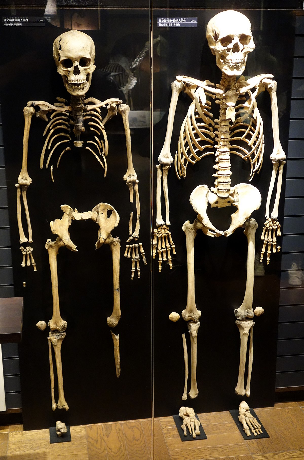 File:Skeletons - National Museum of Nature and Science ...