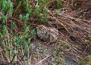 Snow mountain quail chick.JPG