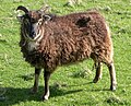 Thumbnail for Soay sheep