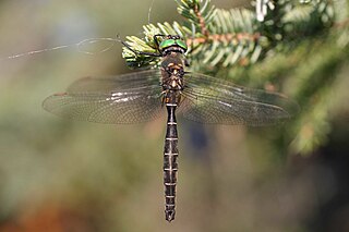 <i>Somatochlora hudsonica</i> Species of dragonfly