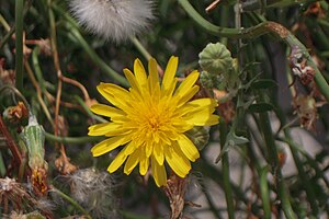 Sonchus tenerrimus (Gruissan-12).JPG