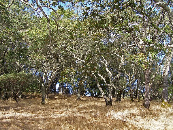 California oak woodland on the east flank of Sonoma Mountain.