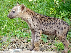 Jeune hyène (Parc national Kruger, Afrique du Sud).