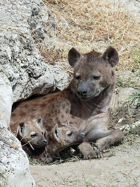 File:Spotted Hyena and young in Ngorogoro crater.jpg