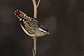 adult male spotted pardalote