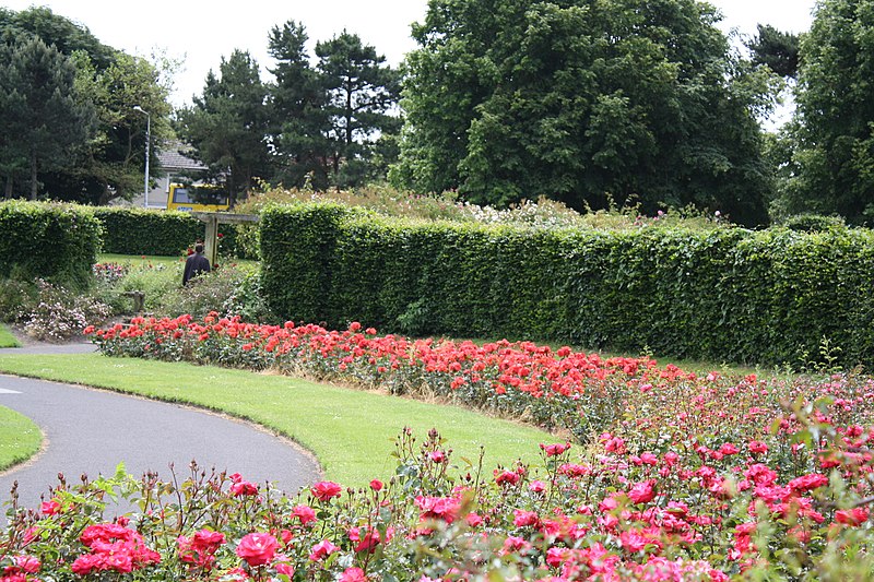 File:St.Anne`s Park-Rose Garden,Dublin,Ireland - panoramio (21).jpg