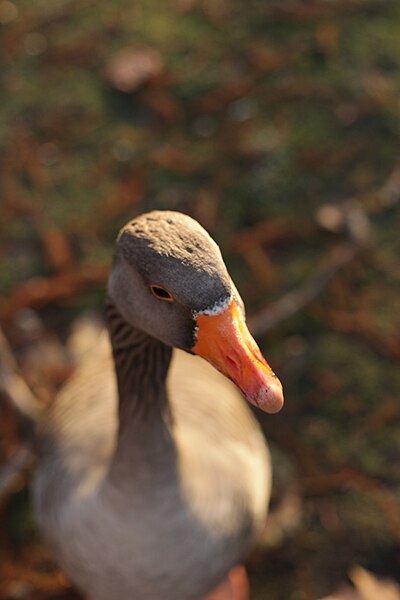 File:St. James's Park (8238223177).jpg