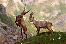 National parks often allow protected species to flourish. Pictured are alpine ibexes (Capra ibex) in the Gran Paradiso National Park, Piedmont, Italy. The ibex population increased tenfold since the area was declared a national park in 1922. Stambecchi nel Parco Nazionale del Gran Paradiso.jpg